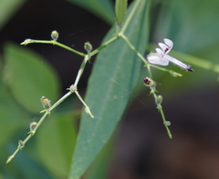 Andrographis paniculata