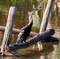 Anhinga rufa rufa