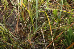 Calochilus grandiflorus
