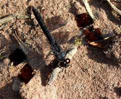 Brachythemis leucosticta