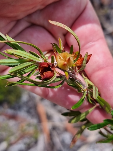 Image of Pointed Hibbertia (Hibbertia acuminata) by (c) Dragonette, some rights reserved (CC BY-SA)