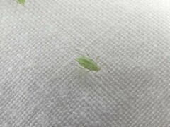 Macrosiphum euphorbiae