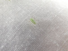 Macrosiphum euphorbiae