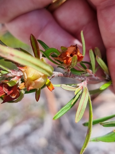 Image of Pointed Hibbertia (Hibbertia acuminata) by (c) Dragonette, some rights reserved (CC BY-SA)