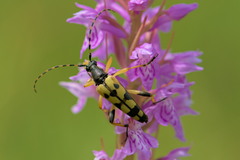 Rutpela maculata