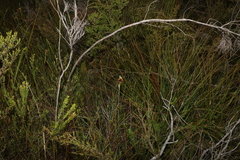 Calochilus grandiflorus