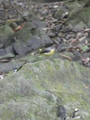 Motacilla cinerea cinerea