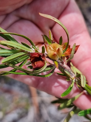 Image of Pointed Hibbertia (Hibbertia acuminata) by (c) Dragonette, some rights reserved (CC BY-SA)