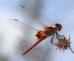 Urothemis assignata