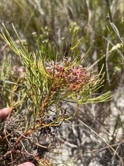 Serruria ascendens