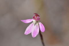 Caladenia minor