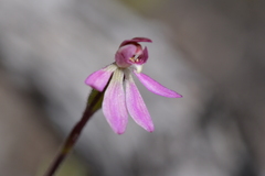 Caladenia minor