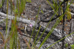 Caladenia minor