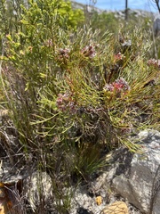 Serruria ascendens