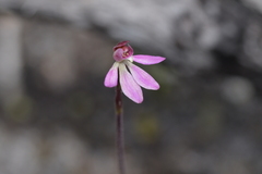 Caladenia minor