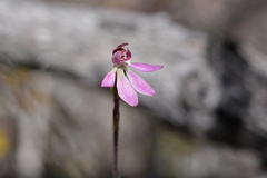 Caladenia minor
