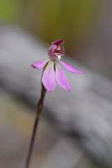 Caladenia minor