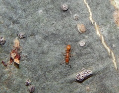 Nesomyrmex angulatus