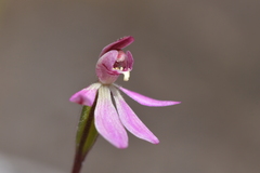 Caladenia minor