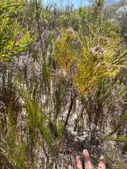 Serruria ascendens