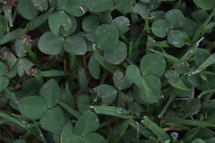 Trifolium repens