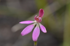 Caladenia minor