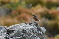 Monticola rupestris