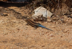 Trachylepis