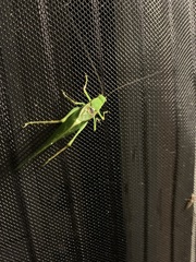 Microcentrum retinerve