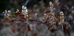 Amelanchier arborea