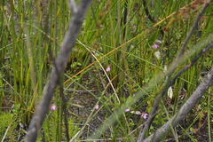 Caladenia minor
