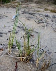 Ammophila breviligulata