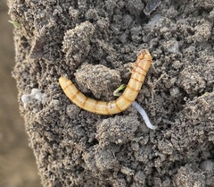 Tenebrio molitor