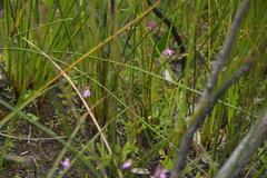 Caladenia minor