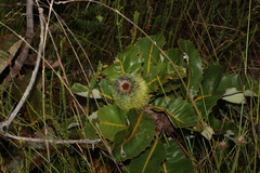 Banksia robur