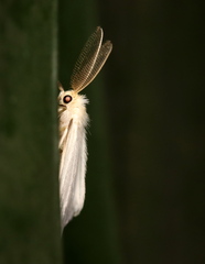 Marblepsis melanocraspis
