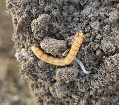 Tenebrio molitor