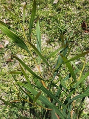 Acacia saligna