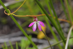 Caladenia minor