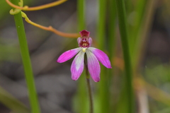 Caladenia minor