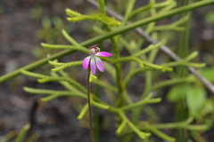 Caladenia minor