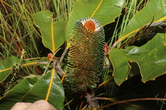 Banksia robur