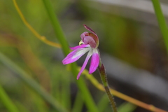 Caladenia minor