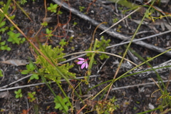 Caladenia minor