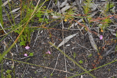 Caladenia minor