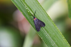 Pollanisus subdolosa