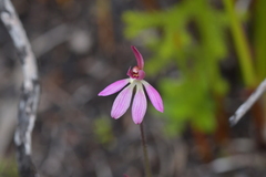Caladenia minor