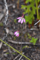 Caladenia minor