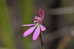 Caladenia minor
