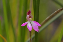 Caladenia minor